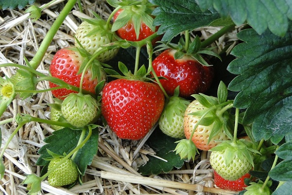 いちご酒の作り方と保存方法 ジャム 果実酒